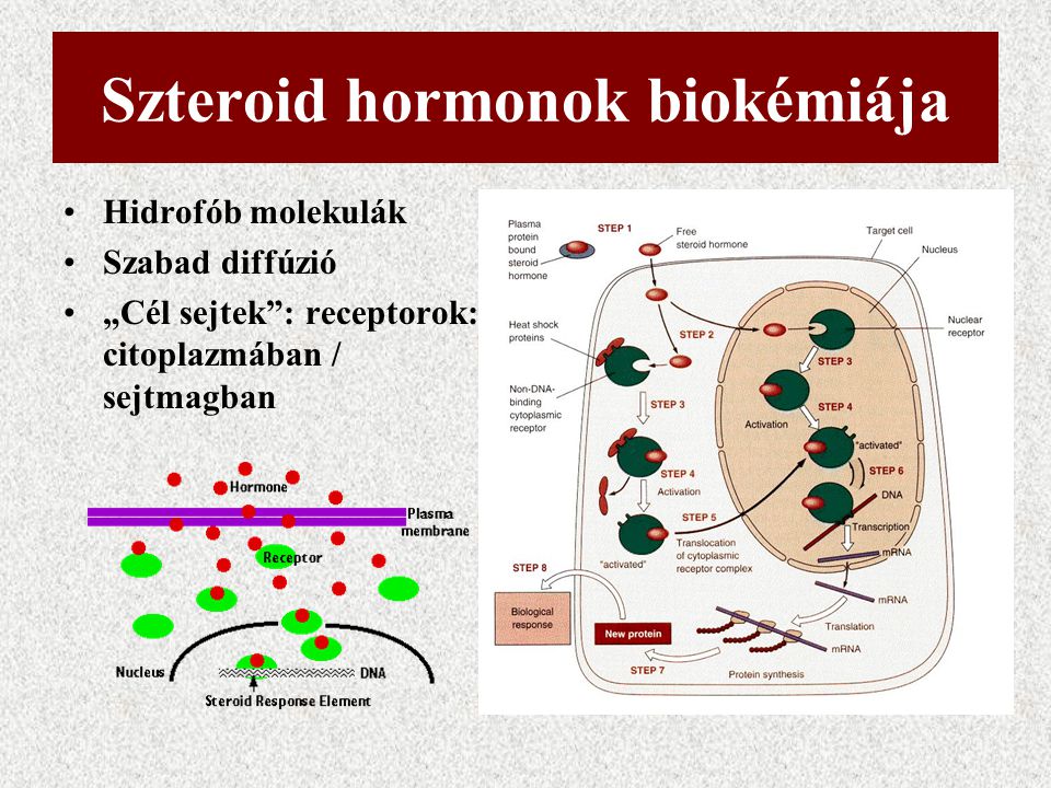 szteroid hormonok)
