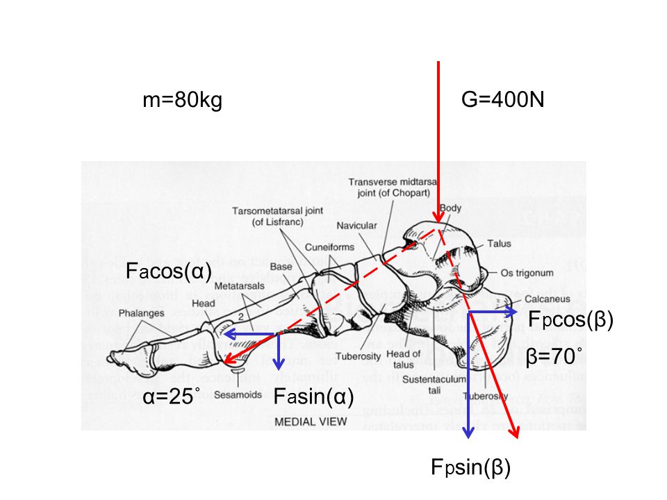 m=80kg G=400N Facos(α) Fpcos(β) β=70˚ α=25˚ Fasin(α) Fpsin(β)