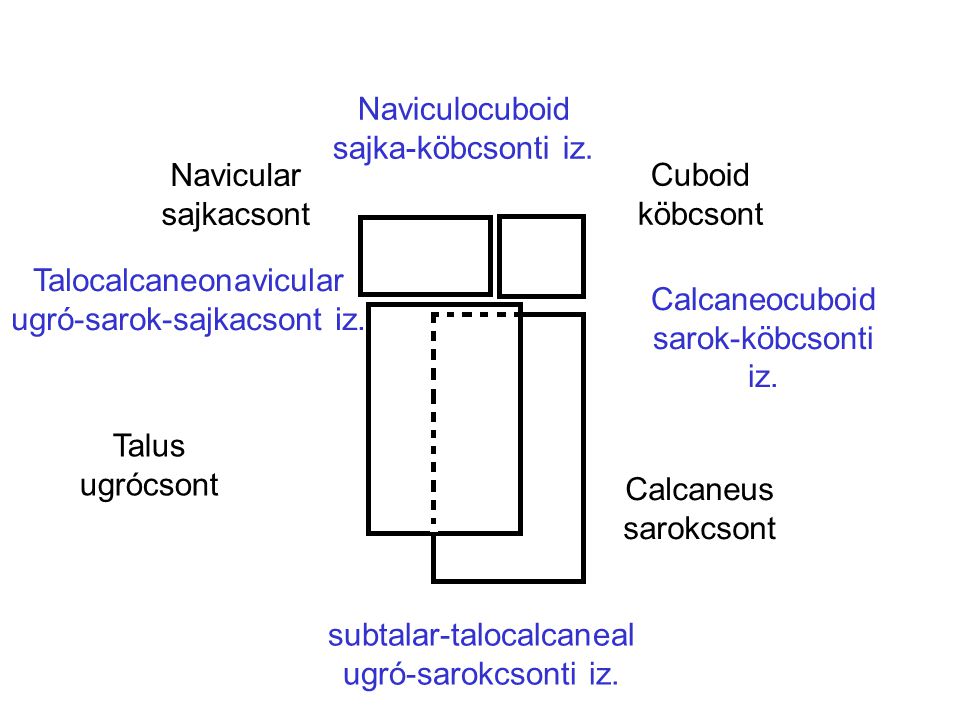 Talocalcaneonavicular ugró-sarok-sajkacsont iz. Calcaneocuboid