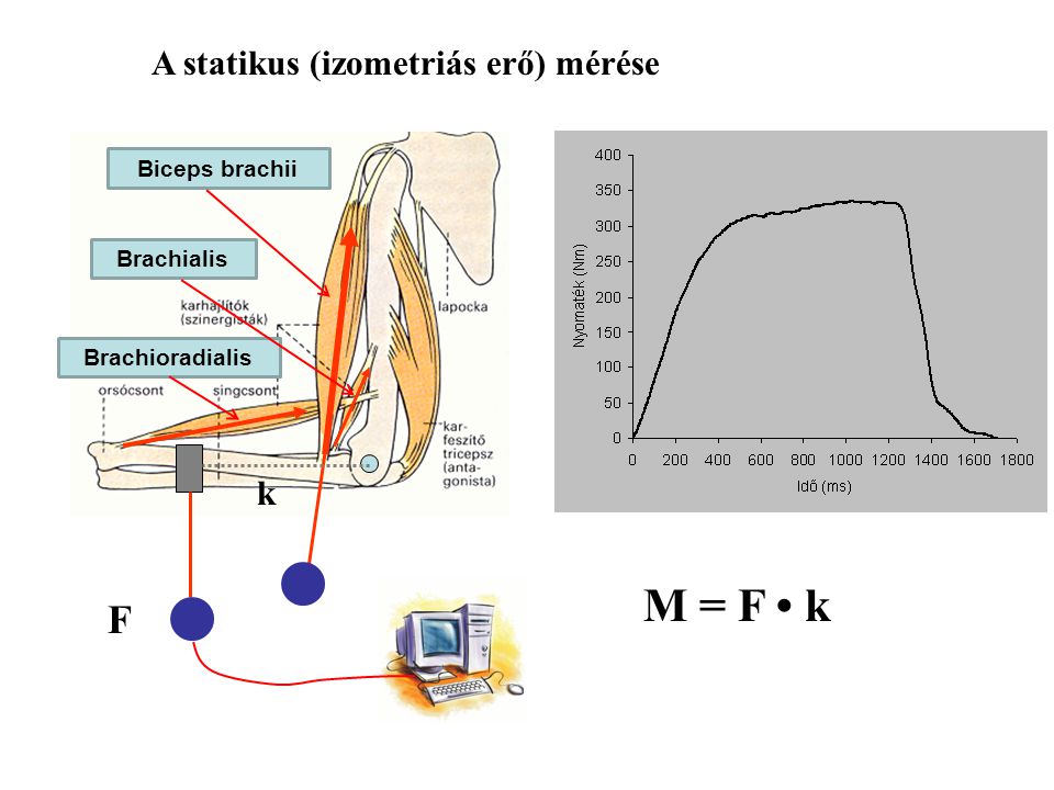 M = F • k F A statikus (izometriás erő) mérése k Biceps brachii