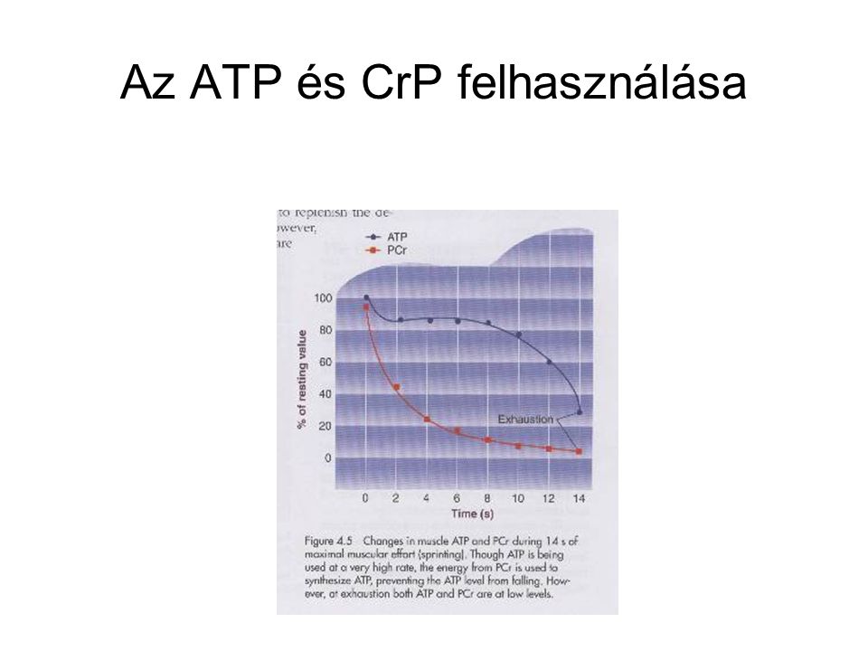 Az ATP és CrP felhasználása