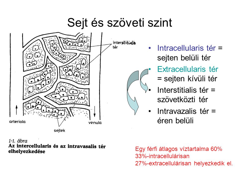 Sejt és szöveti szint Intracellularis tér = sejten belüli tér