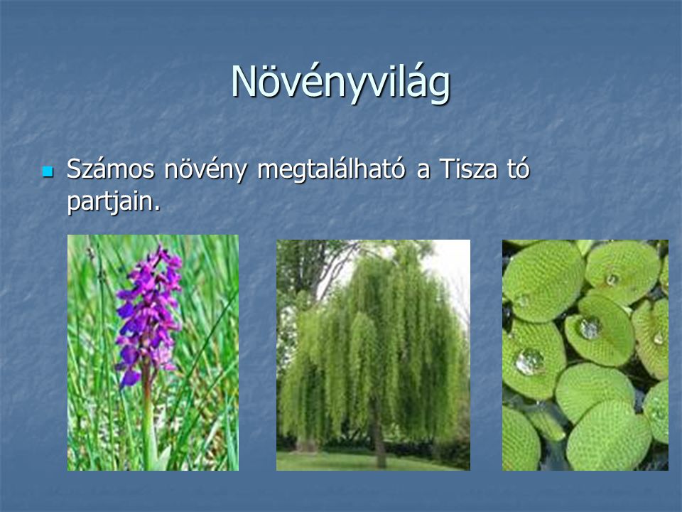 Növényvilág Számos növény megtalálható a Tisza tó partjain.