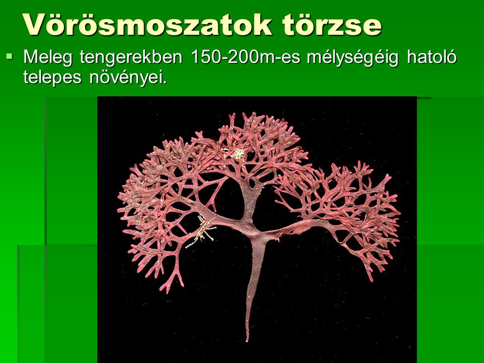 Vörösmoszatok törzse Meleg tengerekben m-es mélységéig hatoló telepes növényei.