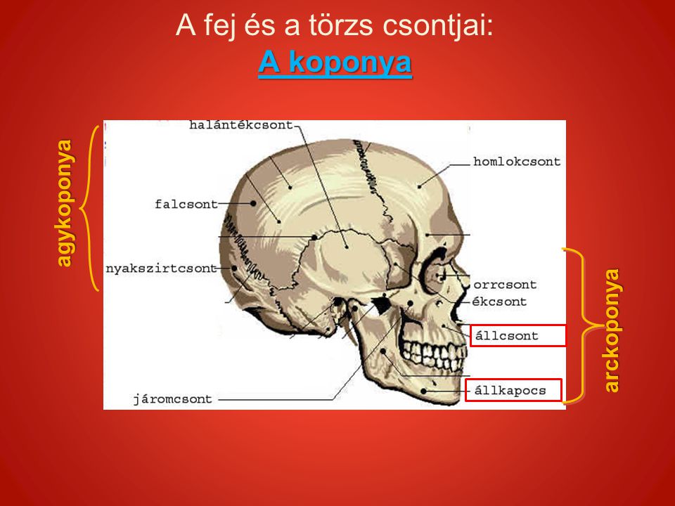 A fej és a törzs csontjai: A koponya