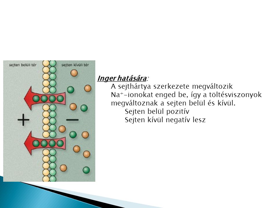 Inger hatására: A sejthártya szerkezete megváltozik. Na+-ionokat enged be, így a töltésviszonyok megváltoznak a sejten belül és kívül.