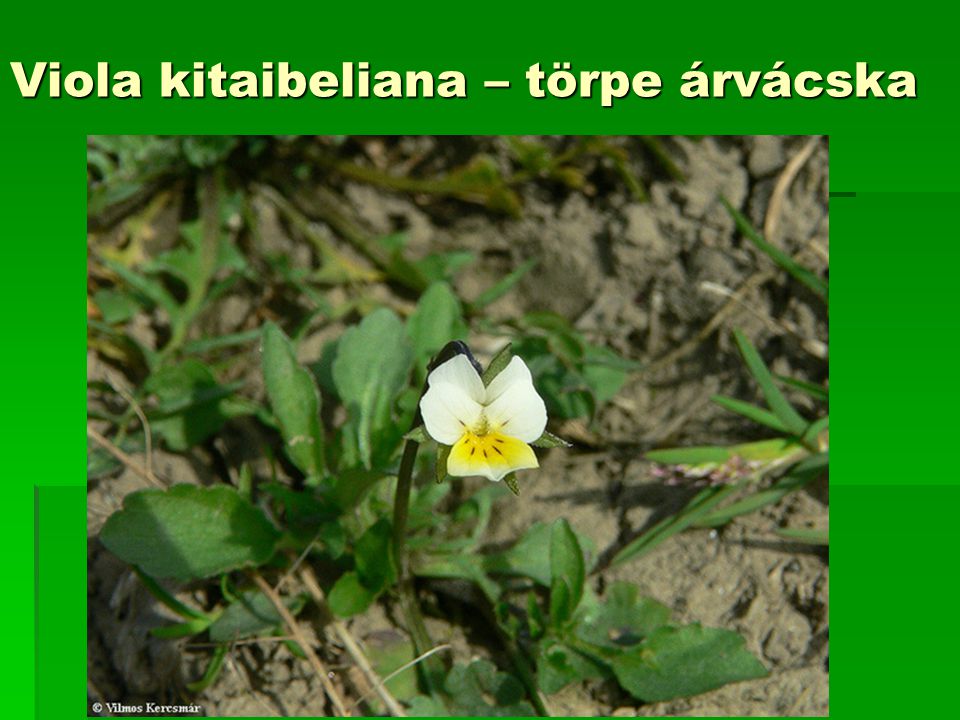 Viola kitaibeliana – törpe árvácska