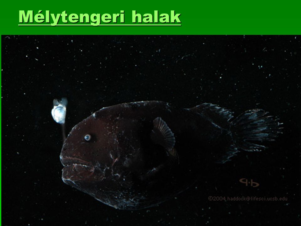 Mélytengeri halak