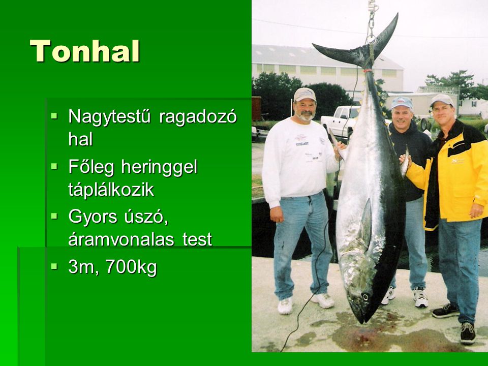 Tonhal Nagytestű ragadozó hal Főleg heringgel táplálkozik