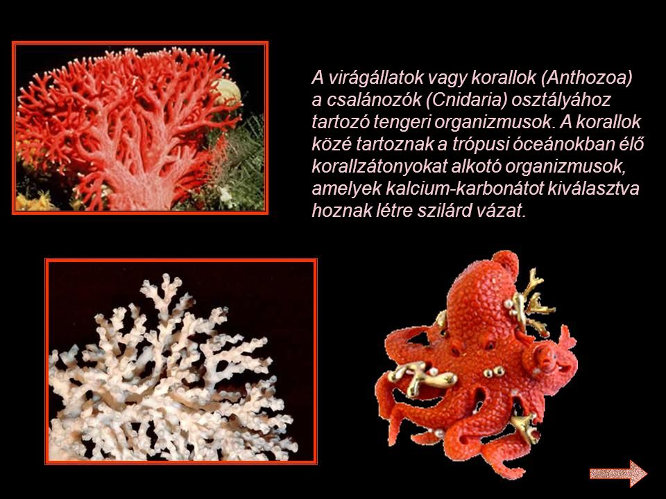 A virágállatok vagy korallok (Anthozoa) a csalánozók (Cnidaria) osztályához tartozó tengeri organizmusok.