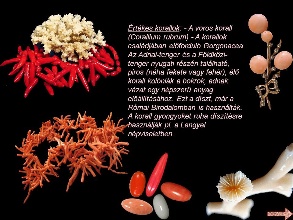 Értékes korallok: - A vörös korall (Corallium rubrum) - A korallok családjában előforduló Gorgonacea.