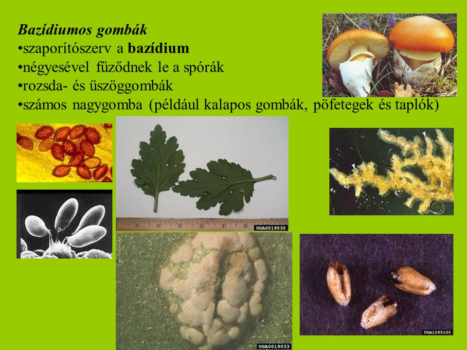 Bazídiumos gombák szaporítószerv a bazídium. négyesével fűződnek le a spórák. rozsda- és üszöggombák.