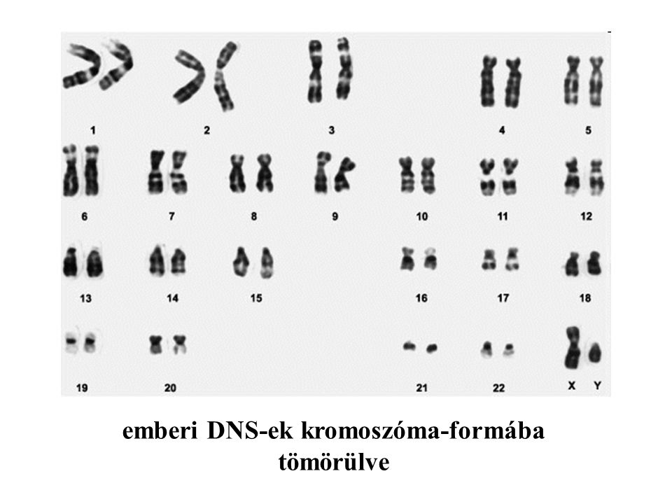 emberi DNS-ek kromoszóma-formába