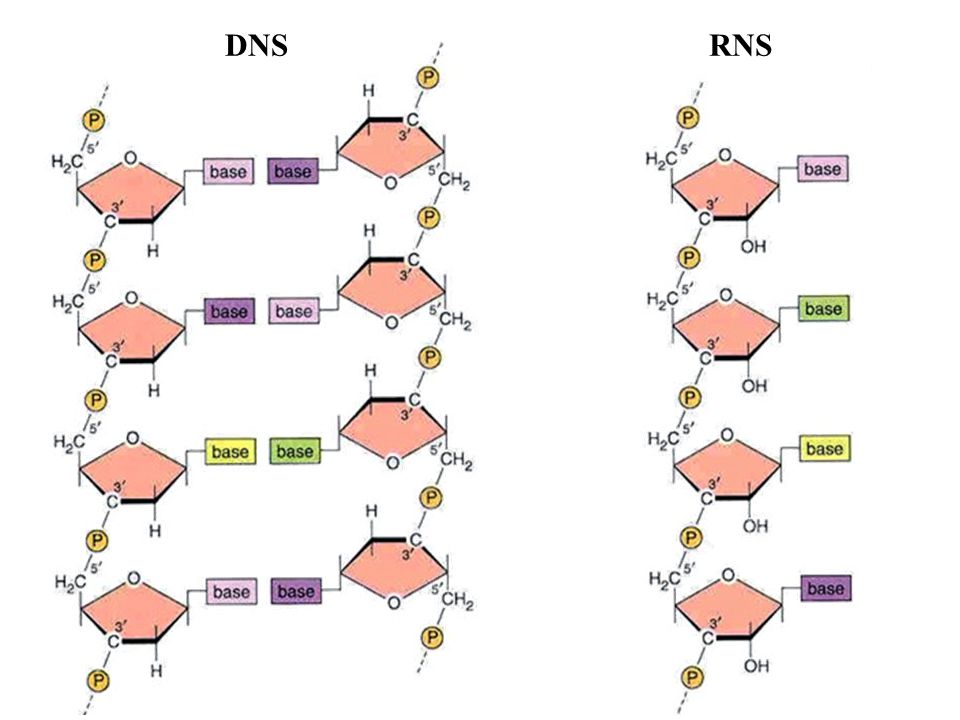 DNS RNS
