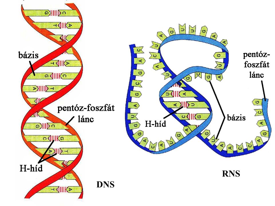 DNS RNS