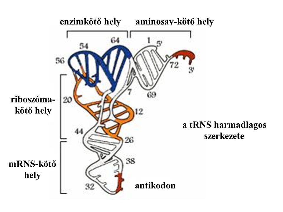 a tRNS harmadlagos szerkezete. aminosav-kötő hely. enzimkötő hely. antikodon. mRNS-kötő. hely.