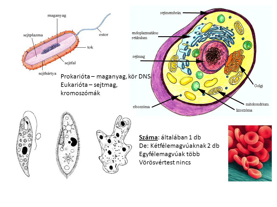 Prokarióta – maganyag, kör DNS Eukarióta – sejtmag, kromoszómák