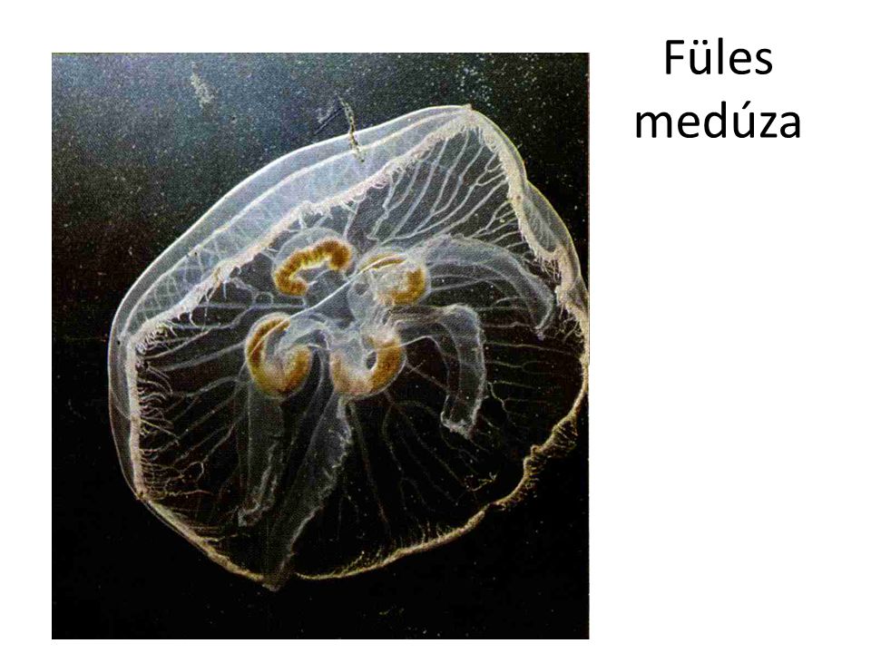 Füles medúza Bal oldali kép: Internet