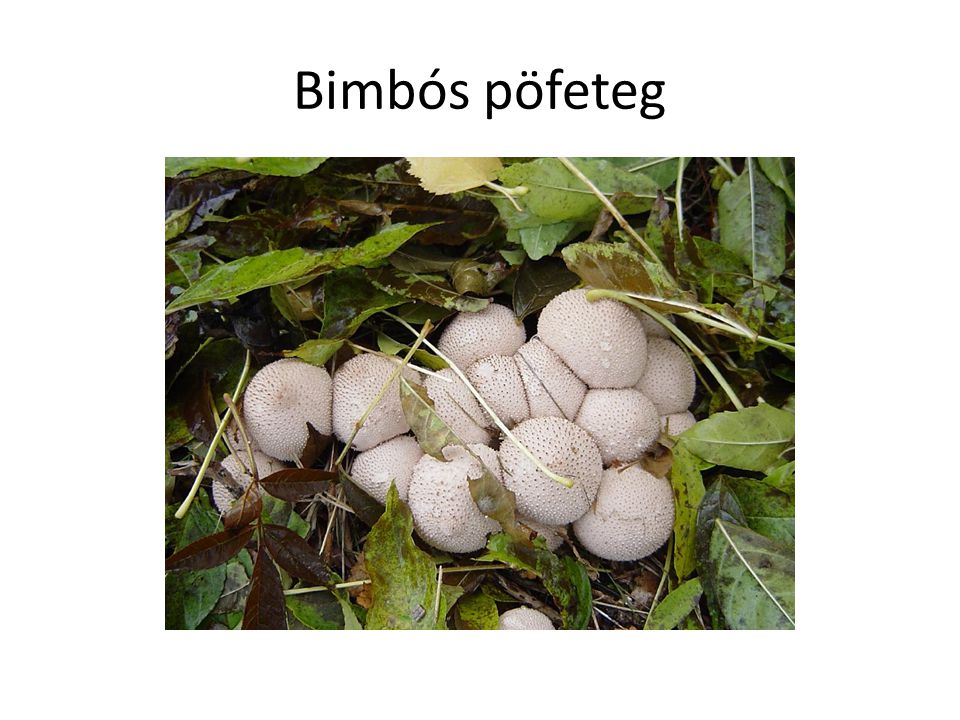 Bimbós pöfeteg