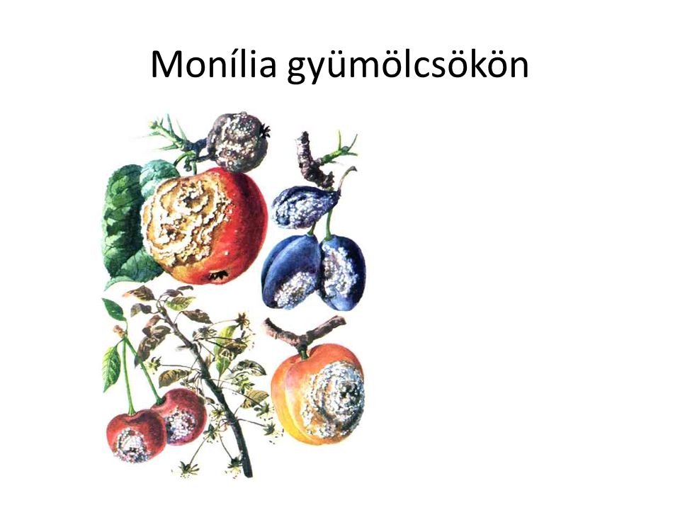 Monília gyümölcsökön
