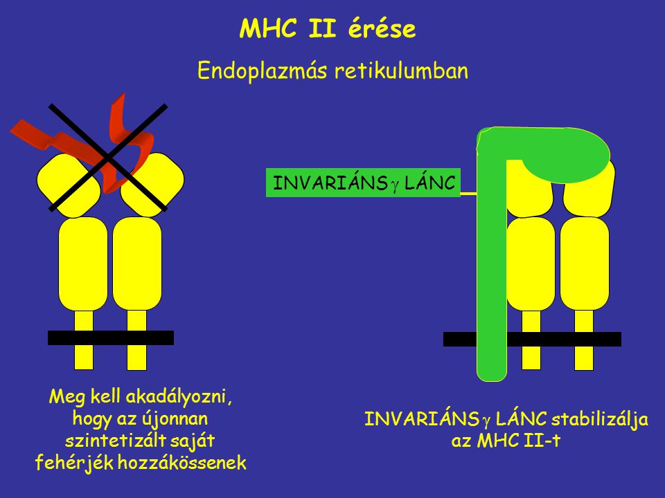 MHC II érése Endoplazmás retikulumban INVARIÁNS  LÁNC