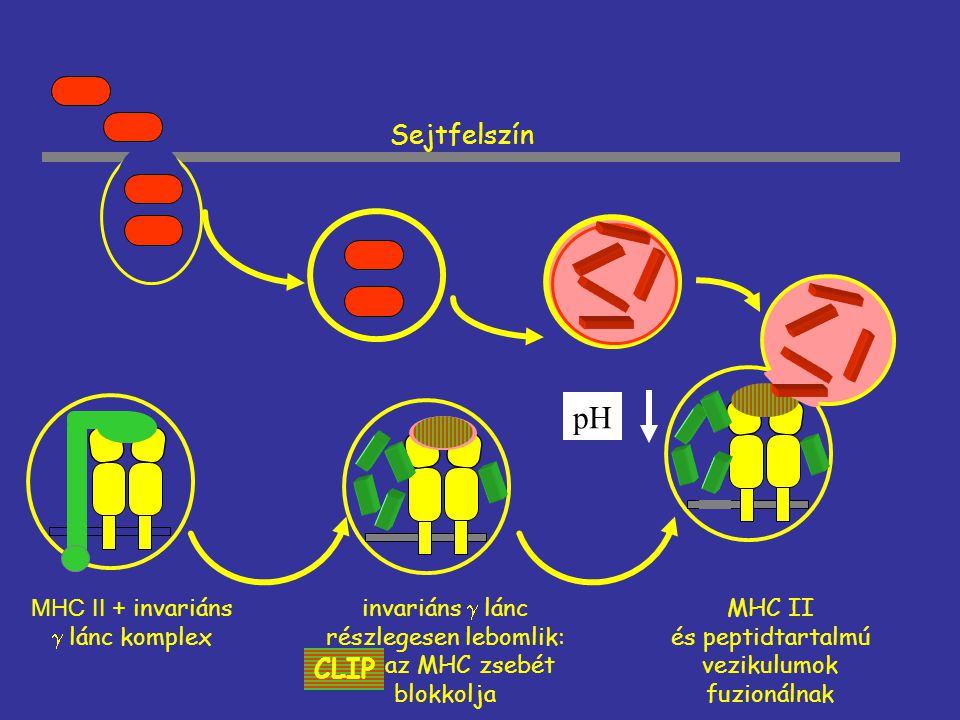 pH Sejtfelszín CLIP MHC II és peptidtartalmú vezikulumok fuzionálnak