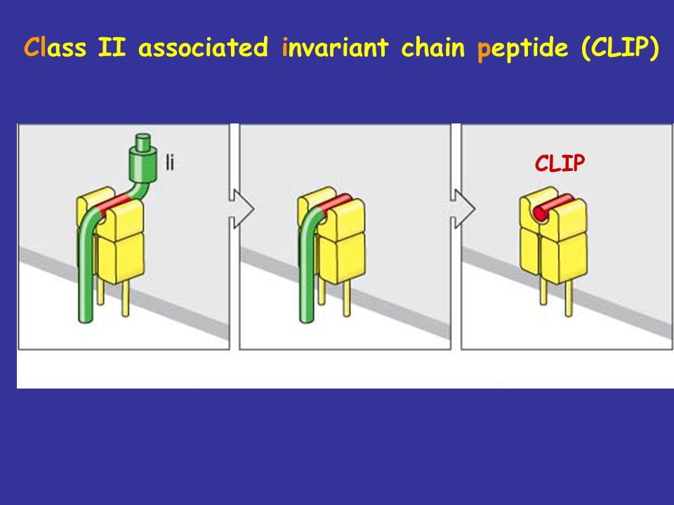 Class II associated invariant chain peptide (CLIP)