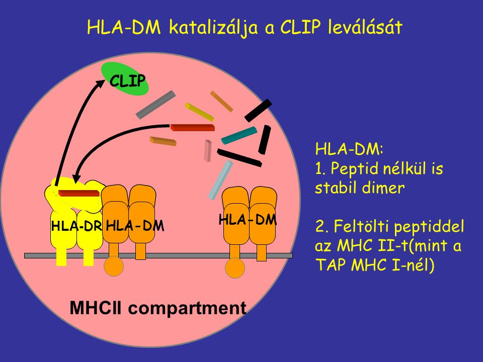 HLA-DM katalizálja a CLIP leválását