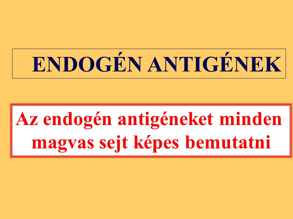 Az endogén antigéneket minden magvas sejt képes bemutatni