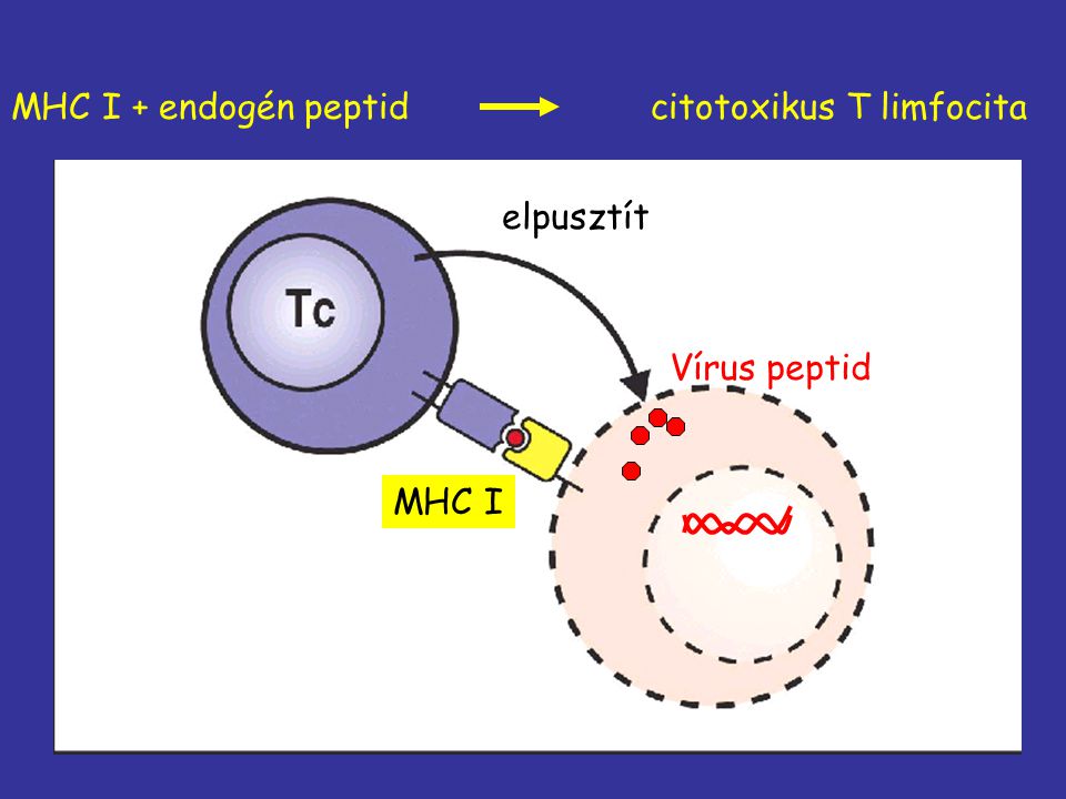 MHC I + endogén peptid citotoxikus T limfocita