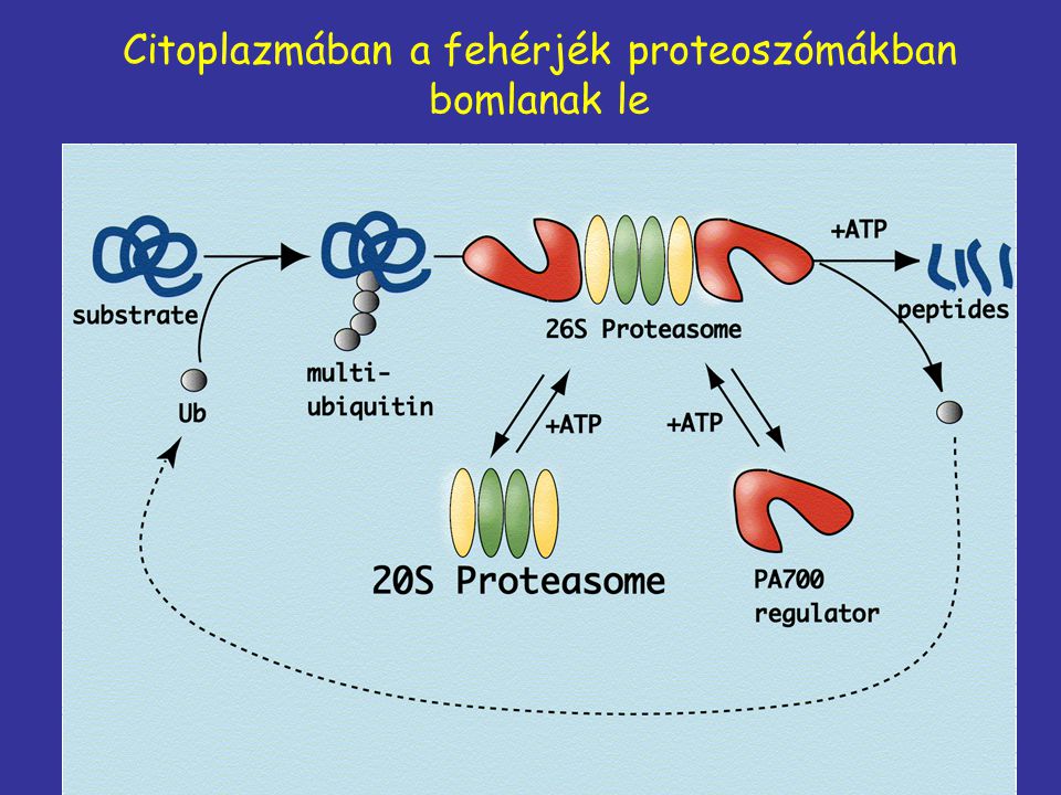 Citoplazmában a fehérjék proteoszómákban bomlanak le