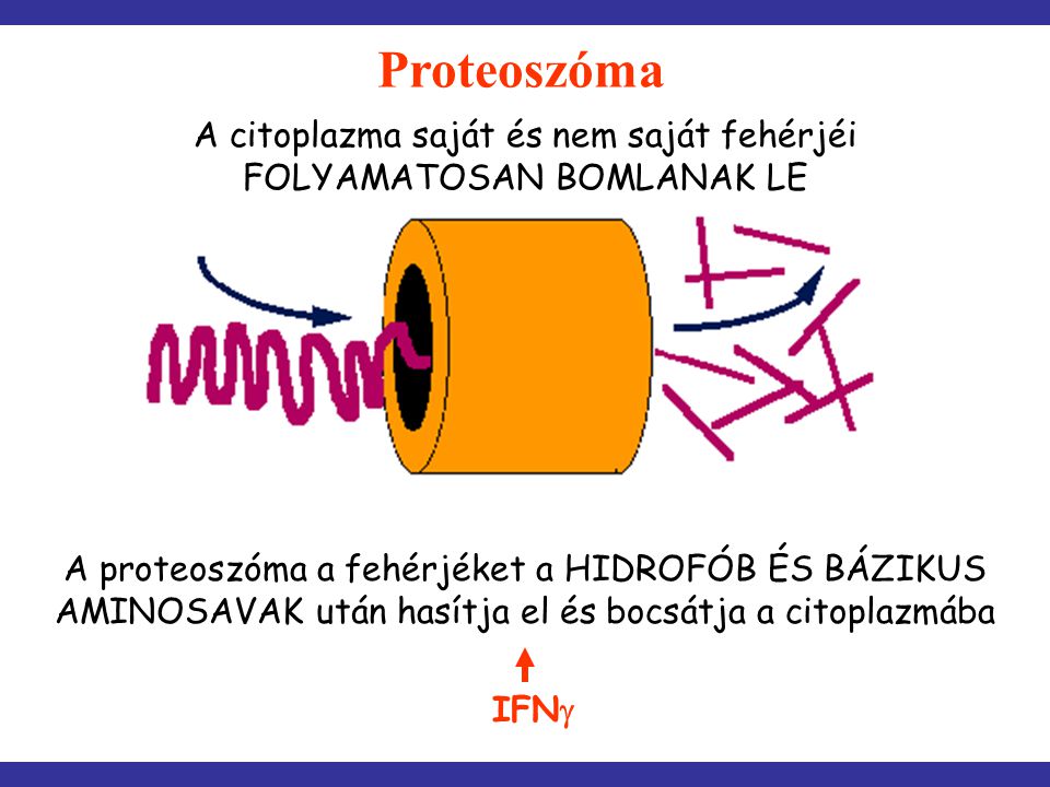 Proteoszóma A citoplazma saját és nem saját fehérjéi