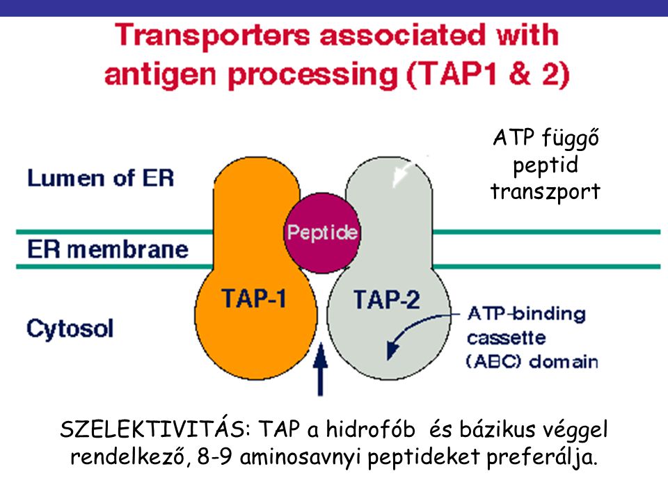 ATP függő peptid transzport