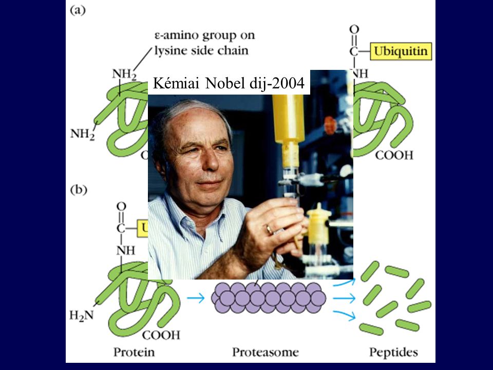 Kémiai Nobel dij-2004