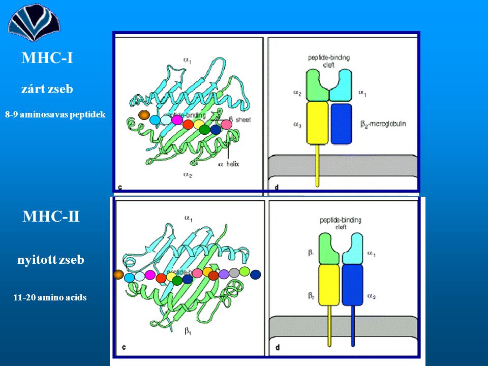 MHC-I MHC-II zárt zseb nyitott zseb 8-9 aminosavas peptidek