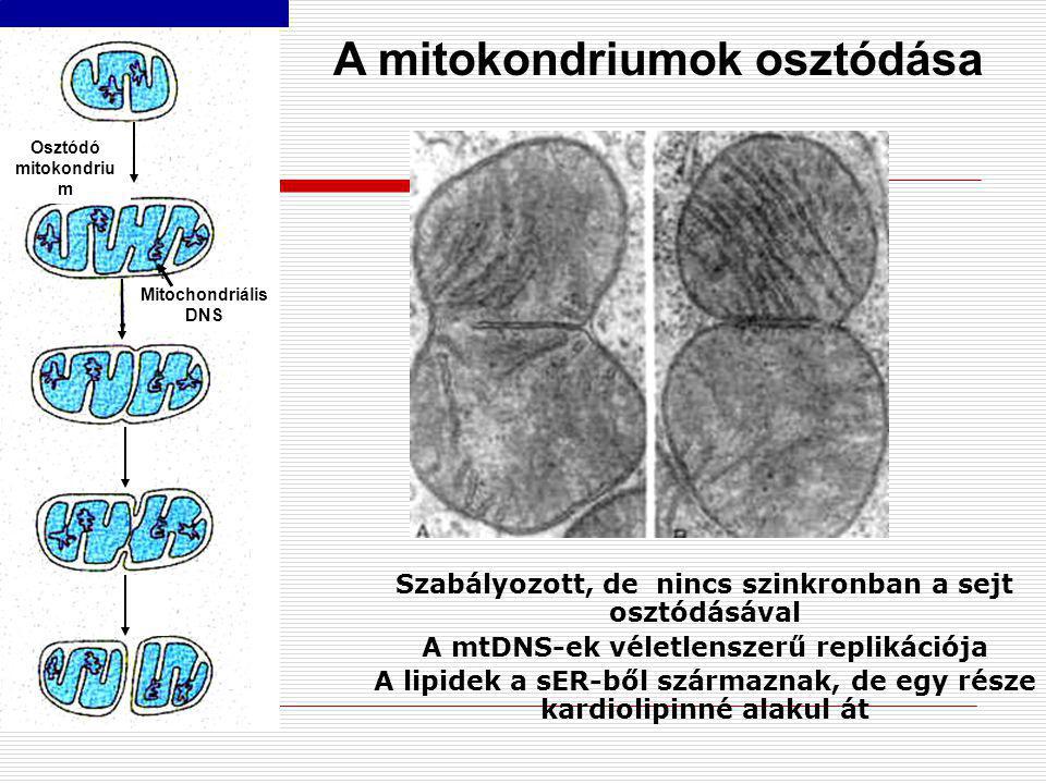 parazita mitokondriumok által