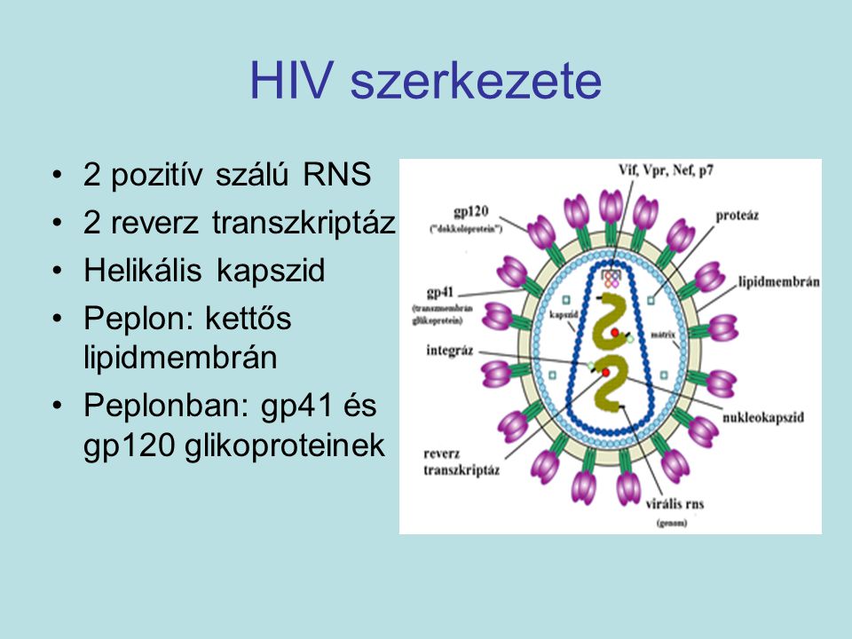 HIV szerkezete 2 pozitív szálú RNS 2 reverz transzkriptáz