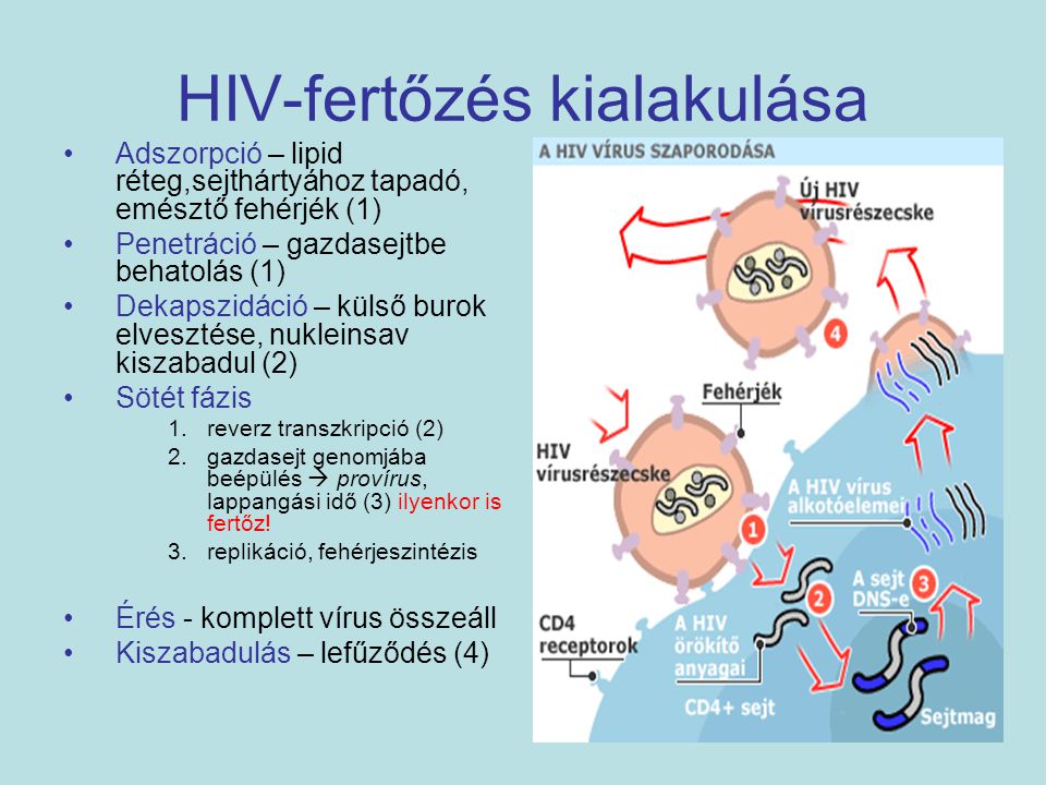 HIV-fertőzés kialakulása