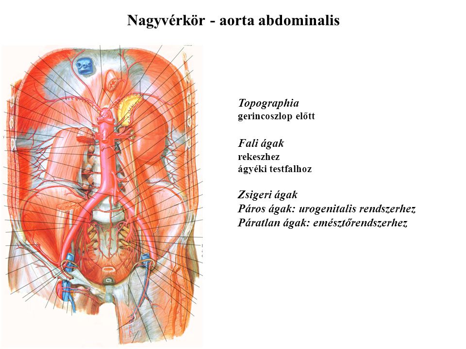 Nagyvérkör - aorta abdominalis