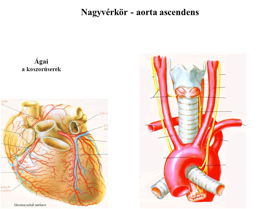 Nagyvérkör - aorta ascendens