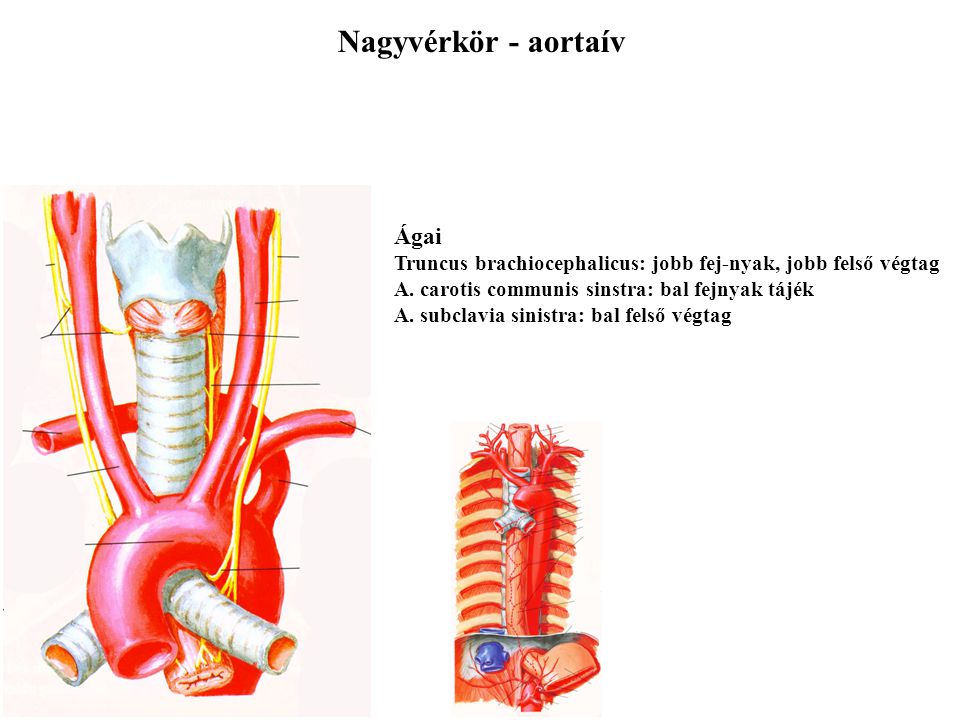 Nagyvérkör - aortaív Ágai