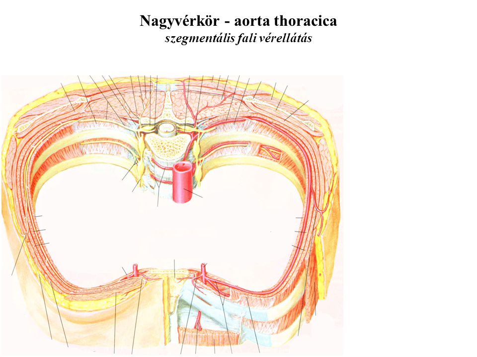 Nagyvérkör - aorta thoracica szegmentális fali vérellátás