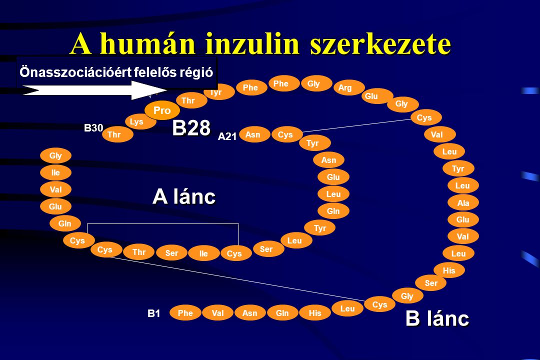 A humán inzulin szerkezete Önasszociációért felelős régió