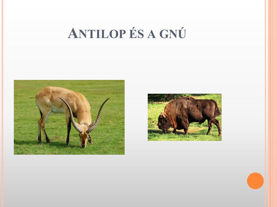 Antilop és a gnú