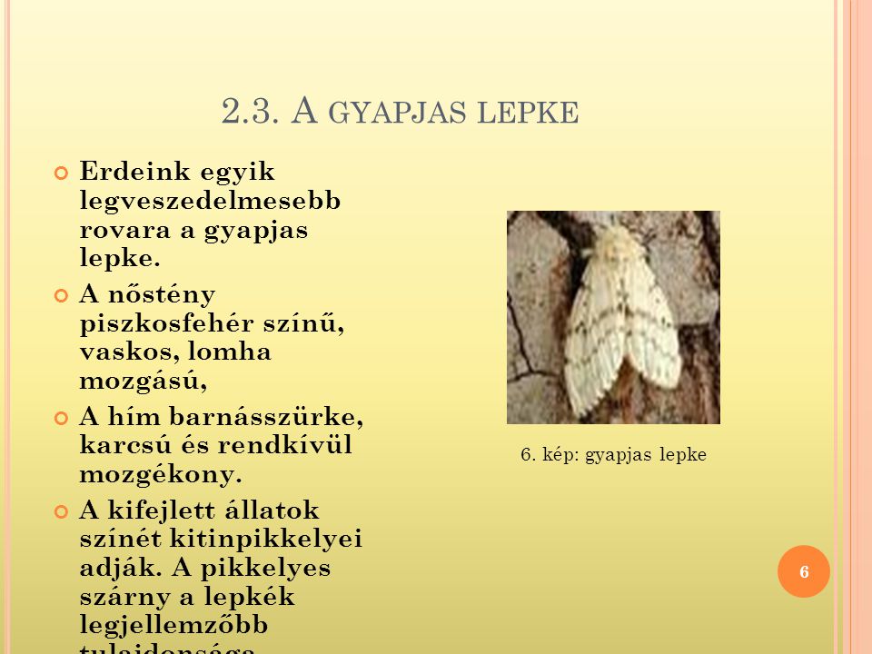2.3. A gyapjas lepke Erdeink egyik legveszedelmesebb rovara a gyapjas lepke. A nőstény piszkosfehér színű, vaskos, lomha mozgású,