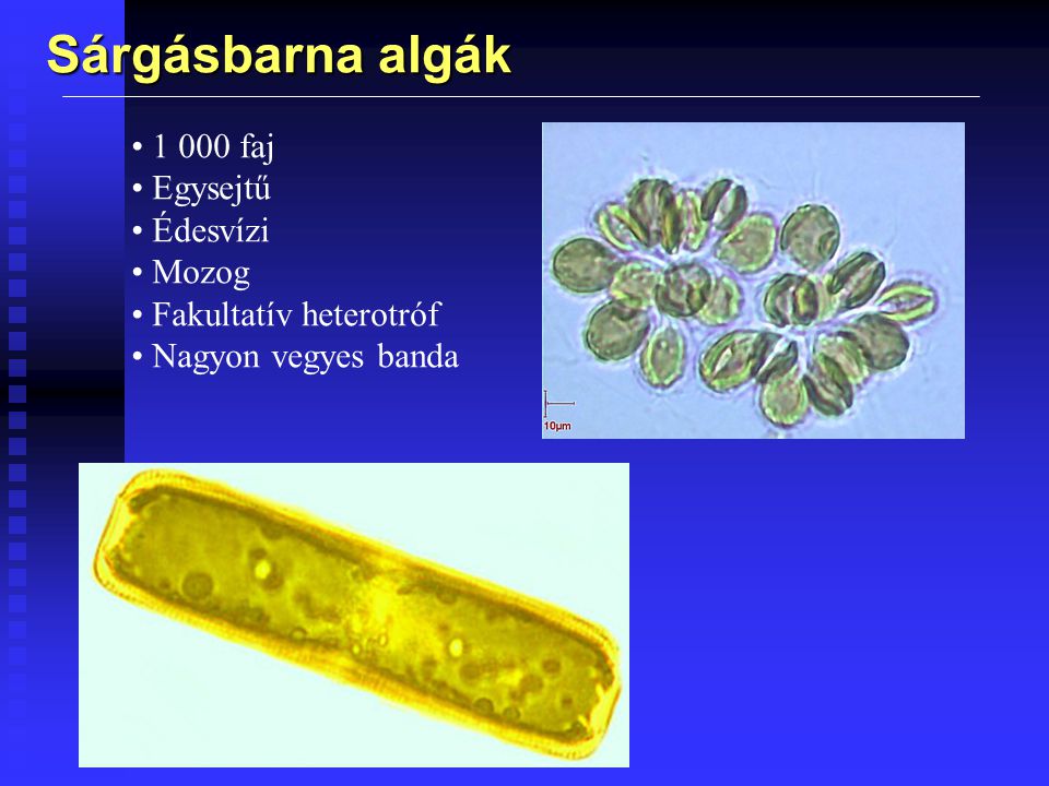 Sárgásbarna algák faj Egysejtű Édesvízi Mozog