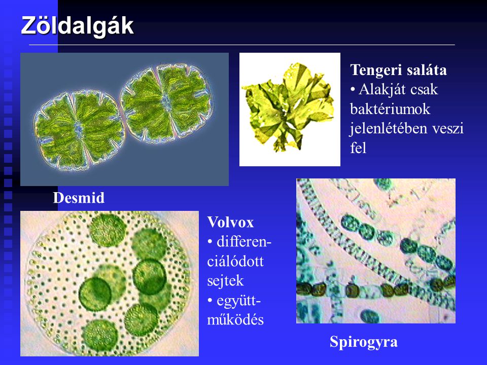 Zöldalgák Tengeri saláta