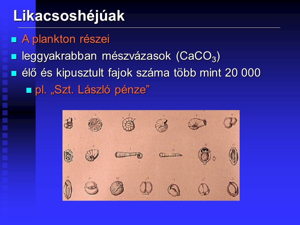 Likacsoshéjúak A plankton részei leggyakrabban mészvázasok (CaCO3)
