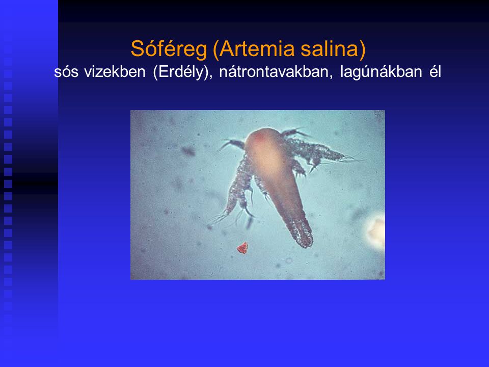 Sóféreg (Artemia salina)