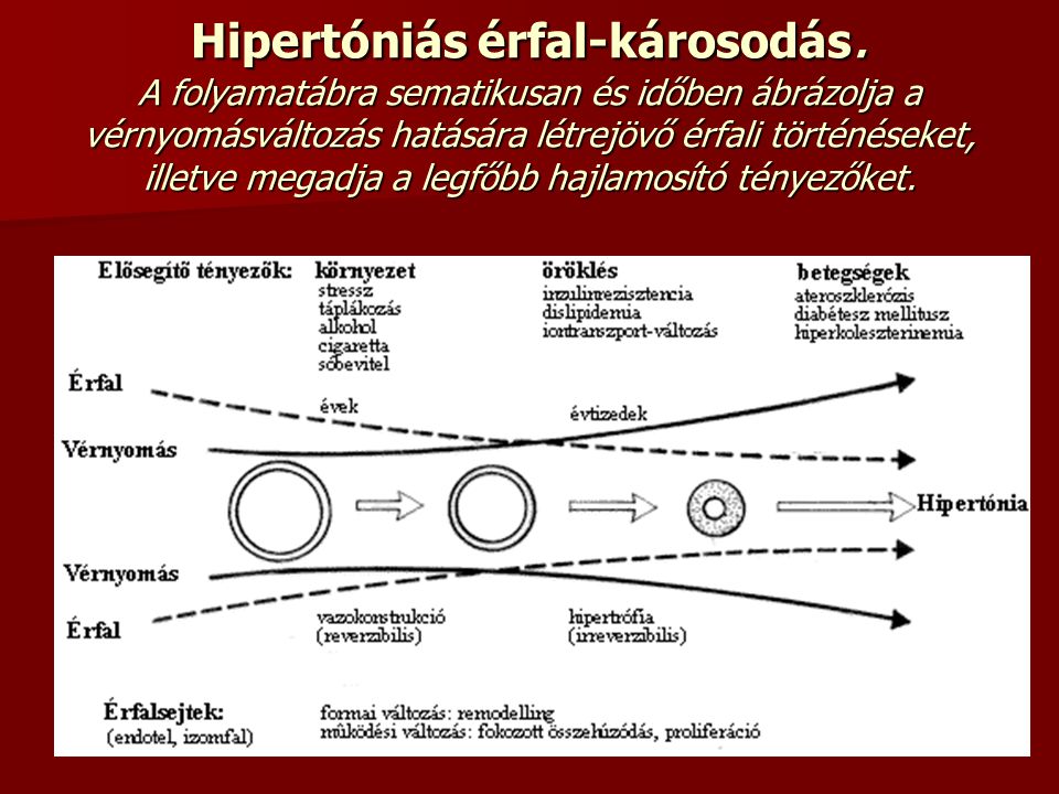 hipotalamusz hipertónia)